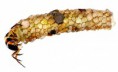 /album/kepgaleria-kezdolap/larva-jpg/